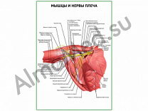 Мышцы и нервы плеча плакат ламинированный А1/А2 (ламинированный	A2)