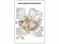 Вены задней черепной ямки плакат глянцевый А1/А2 (глянцевый A1)