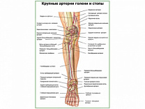 Крупные артерии голени и стопы плакат глянцевый А1/А2 (глянцевый A1)