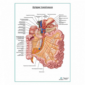 Артерии тонкого кишечника плакат глянцевый  А1+/А2+ (глянцевый холст от 200 г/кв.м, размер A1+)