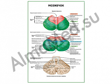 Мозжечок плакат ламинированный А1/А2 (ламинированный	A2)