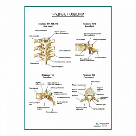 Грудные позвонки плакат глянцевый А1+/А2+ (глянцевый холст от 200 г/кв.м, размер A1+)