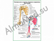Плечевая кость и лопатка вид спереди плакат ламинированный А1/А2 (ламинированный	A2)