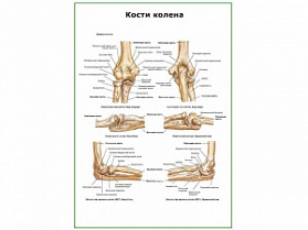 Кости колена плакат глянцевый А1/А2 (глянцевый A1)
