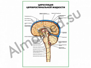 Циркуляция цереброспинальной жидкости плакат ламинированный А1/А2 (ламинированный	A2)