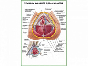 Мышцы женской промежности плакат глянцевый А1/А2 (глянцевый A2)