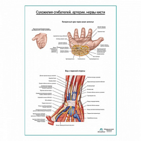 Сухожилия сгибателей, артерии, нервы кисти плакат глянцевый А1+/А2+ (глянцевая фотобумага от 200 г/кв.м, размер A1+)