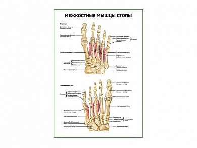 Межкостные мышцы стопы плакат глянцевый А1/А2 (глянцевый A1)