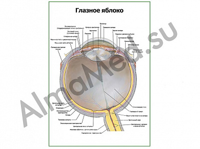 Глазное яблоко плакат глянцевый/ламинированный А1/А2 (глянцевый	A2)