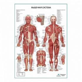 Мышечная система человека, плакат глянцевый А1+/А2+ (матовый холст от 200 г/кв.м, размер A1+)
