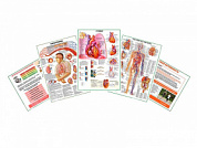 Комплект плакатов для кабинета функциональной диагностики глянцевый А1/А2 (глянцевый A2)