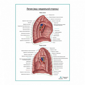 Легкие, внутренняя сторона плакат глянцевый А1+/А2+ (глянцевая фотобумага от 200 г/кв.м, размер A1+)