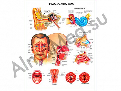 Ухо, горло, нос, плакат ламинированный А1/А2 (ламинированный	A2)