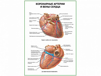 Коронарные артерии и вены сердца плакат глянцевый А1/А2 (глянцевый A1)