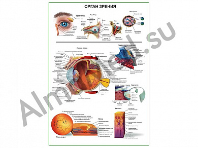 Орган зрения человека, плакат ламинированный А1/А2 (ламинированный	A2)