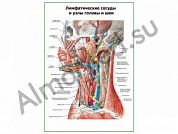 Лимфатические узлы и сосуды головы и шеи плакат ламинированный А1/А2 (ламинированный	A2)