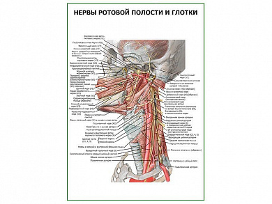 Нервы ротовой полости и глотки плакат глянцевый А1/А2 (глянцевый A1)