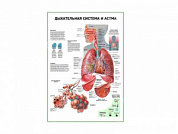 Дыхательная система и астма плакат глянцевый А1/А2 (глянцевый A1)
