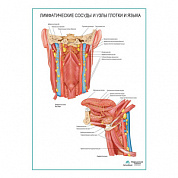 Лимфатические сосуды и узлы глотки и языка плакат глянцевый А1+/А2+ (глянцевый холст от 200 г/кв.м, размер A1+)