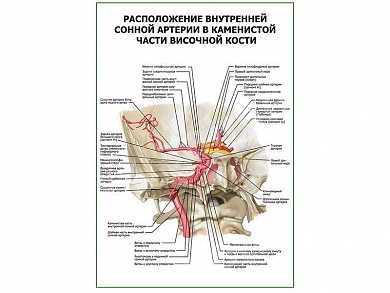 Расположение внутренней сонной артерии в каменистой части височной кости плакат глянцевый А1/А2 (глянцевый A1)