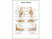 Кости колена плакат глянцевый А1/А2 (глянцевый A1)