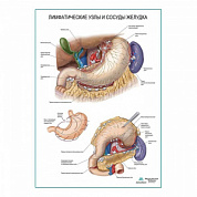 Лимфатические узлы и сосуды желудка плакат глянцевый А1+/А2+ (глянцевый холст от 200 г/кв.м, размер A1+)