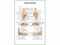 Кости колена плакат глянцевый А1/А2 (глянцевый A1)