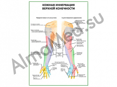 Кожная иннервация верхней конечности плакат глянцевый/ламинированный А1/А2 (глянцевый	A2)