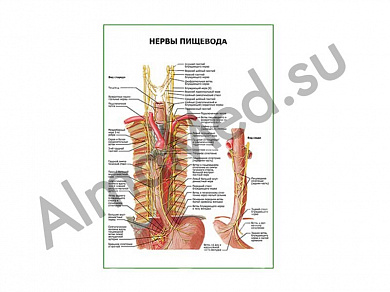 Нервы пищевода плакат ламинированный А1/А2 (ламинированный	A2)