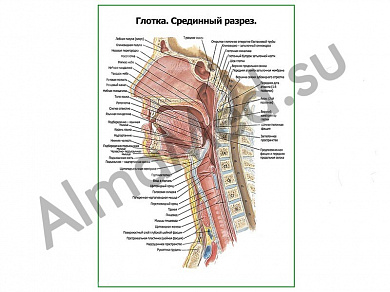 Глотка срединный разрез плакат глянцевый/ламинированный А1/А2 (глянцевый	A2)