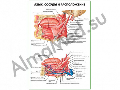 Язык. Сосуды, расположение, плакат ламинированный A1/A2 (ламинированный	A2)