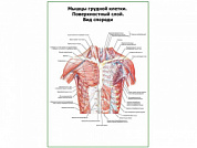 Мышцы грудной клетки. Поверхностный слой. Вид спереди плакат глянцевый А1/А2 (глянцевый A2)