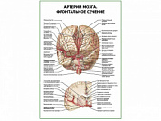 Артерии мозга. Фронтальное сечение плакат глянцевый А1/А2 (глянцевый A2)