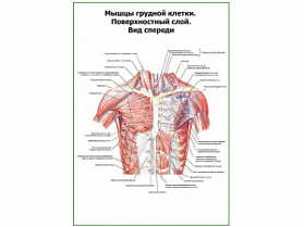 Мышцы грудной клетки. Поверхностный слой. Вид спереди плакат глянцевый А1/А2 (глянцевый A2)
