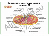 Поперечное сечение грудного отдела на уровне Т3 плакат глянцевый/ламинированный А1/А2 (глянцевый	A2)