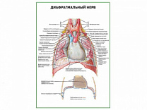 Диафрагмальный нерв плакат глянцевый А1/А2 (глянцевый A2)