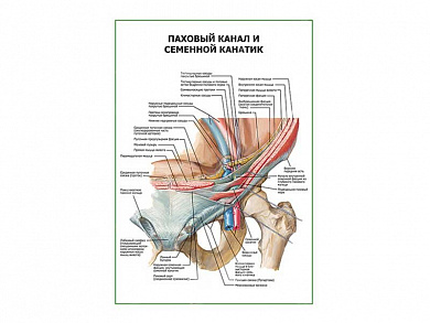 Паховый канал и семенной канатик плакат глянцевый А1/А2 (глянцевый A2)