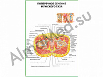 Поперечное сечение мужского таза плакат глянцевый/ламинированный А1/А2 (глянцевый	A2)