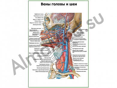 Вены головы и шеи плакат ламинированный А1/А2 (ламинированный	A2)