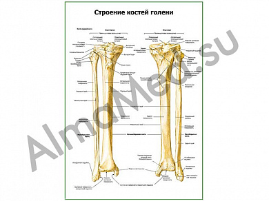 Строение костей голени плакат глянцевый/ламинированный А1/А2 (глянцевый	A2)