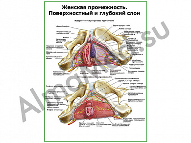 Женская промежность, внутреннее строение плакат глянцевый/ламинированный А1/А2 (глянцевый	A2)