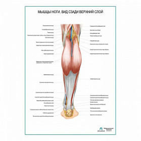 Мышцы ноги. Вид сзади верхний слой плакат глянцевый А1+/А2+ (матовый холст от 200 г/кв.м, размер A1+)
