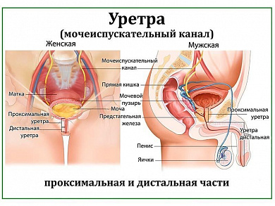 Мочеиспускательный канал, плакат глянцевый А1/А2 (глянцевый A2)