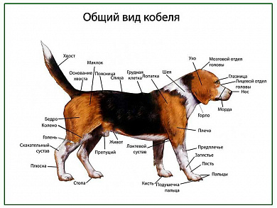 Общий вид собаки (кобель), плакат глянцевый/ламинированный А1/А2 (глянцевый A2)