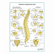 Позвонки и позвоночный столб, плакат глянцевый А1+/А2+ (глянцевый холст от 200 г/кв.м, размер A1+)
