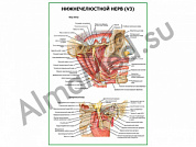 Нижнечелюстной нерв плакат глянцевый/ламинированный А1/А2 (ламинированный	A1)