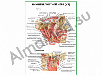 Нижнечелюстной нерв плакат глянцевый/ламинированный А1/А2 (ламинированный	A1)