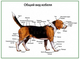 Общий вид собаки (кобель), плакат глянцевый А1/А2 (глянцевый A1)