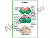 Мозжечок плакат ламинированный А1/А2 (ламинированный	A2)