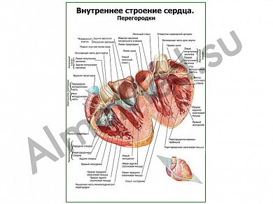 Внутреннее строение сердца, перегородки плакат ламинированный А1/А2 (ламинированный	A2)